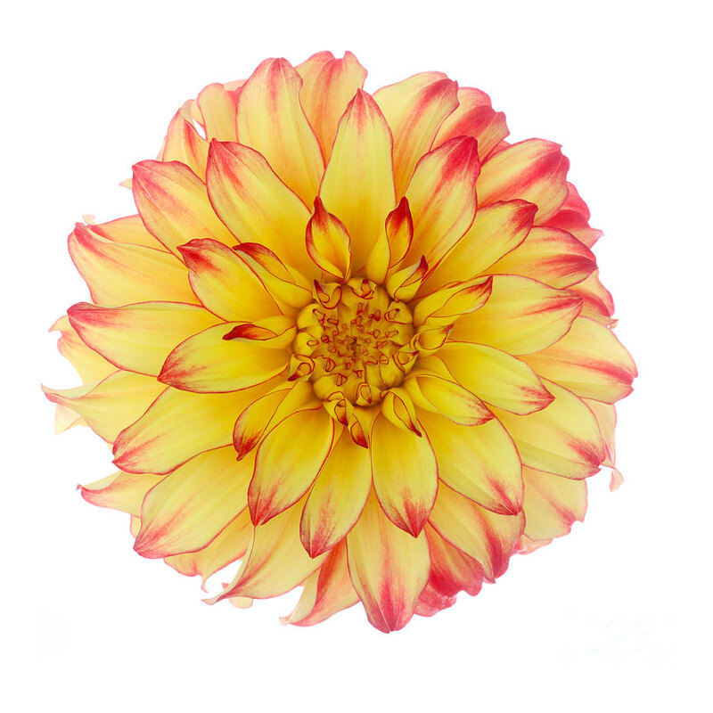 Dahlias