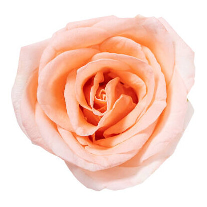 Garden Roses