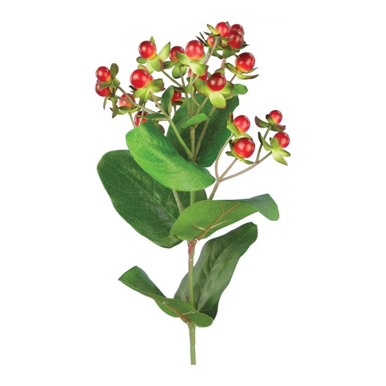 Hypericum Berry