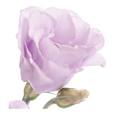 Lisianthus