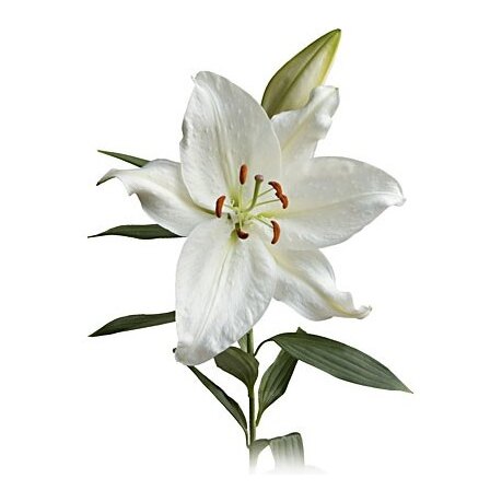 Oriental Lily