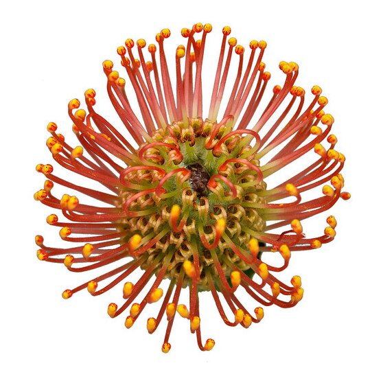 Pin Cushion Protea