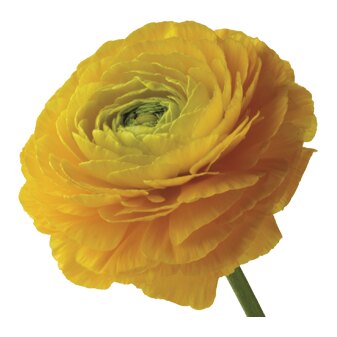 Ranunculus